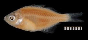 Media type: image;   Ichthyology 100090 Aspect: lateral,description